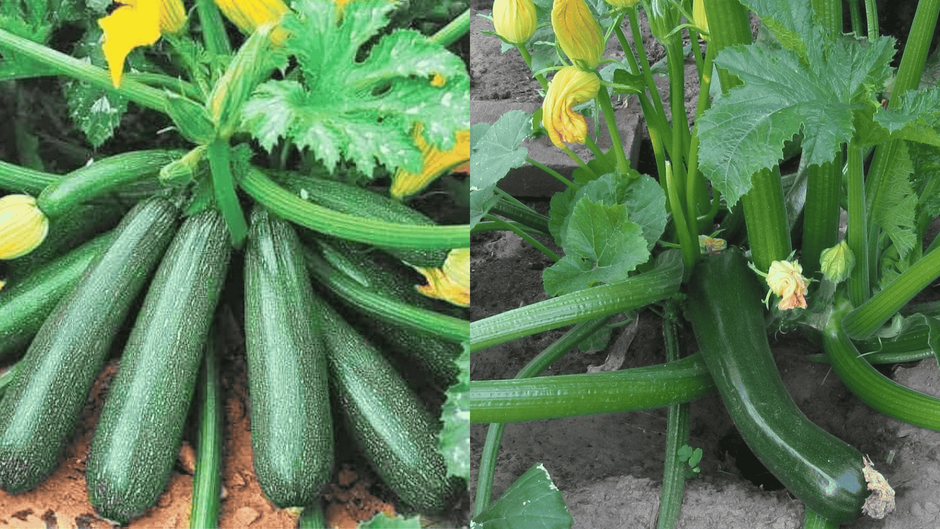 Green-Bush-Zucchini