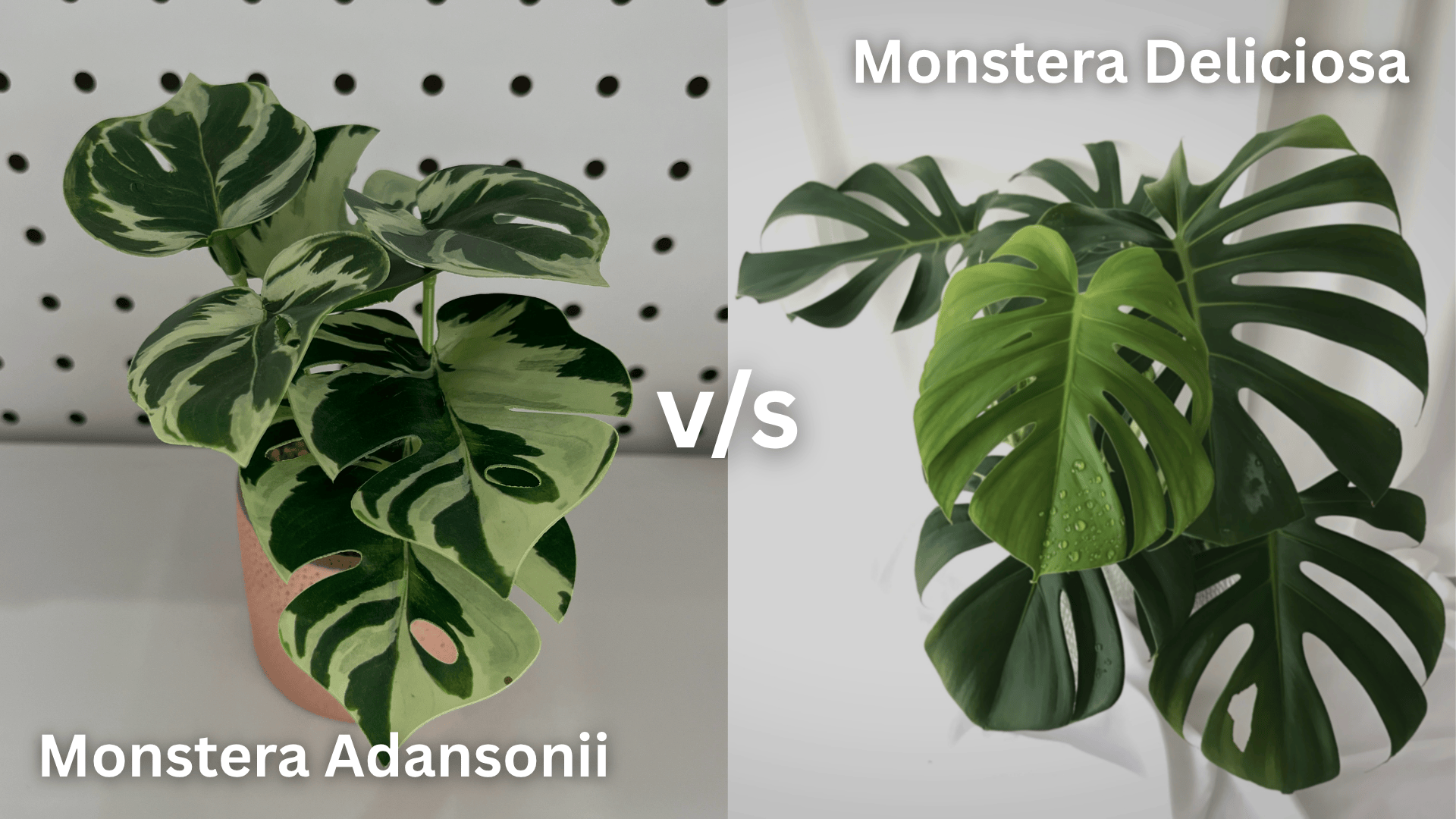 Monstera Deliciosa vs Monstera Adansonii