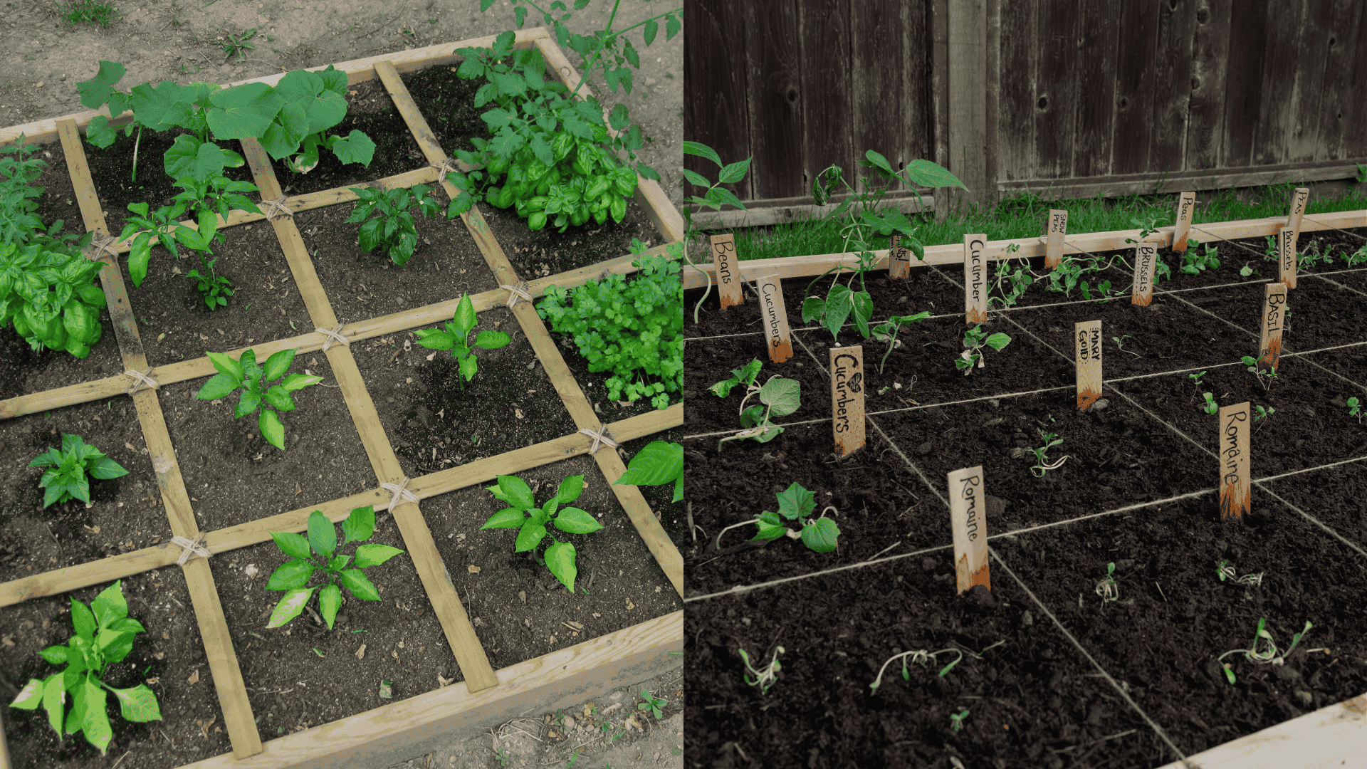Square-Foot-gardening