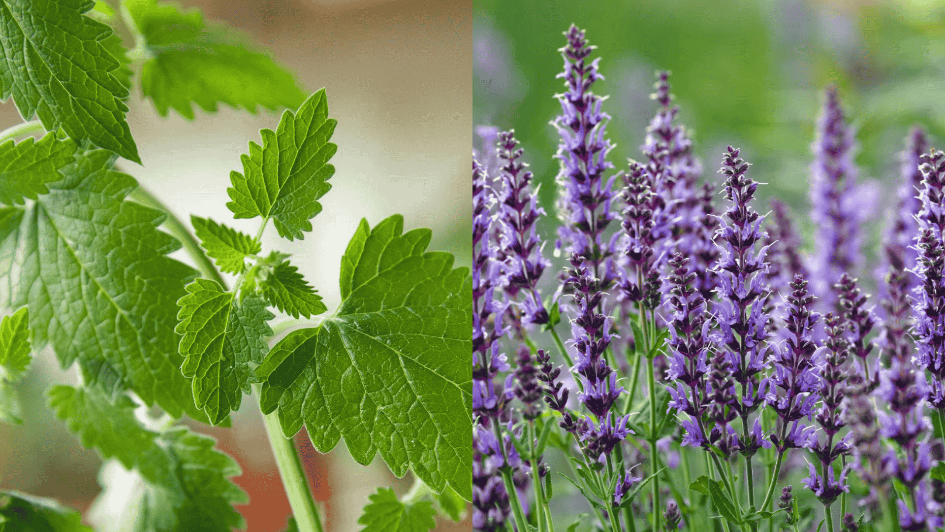 catnip-eggplant-companion