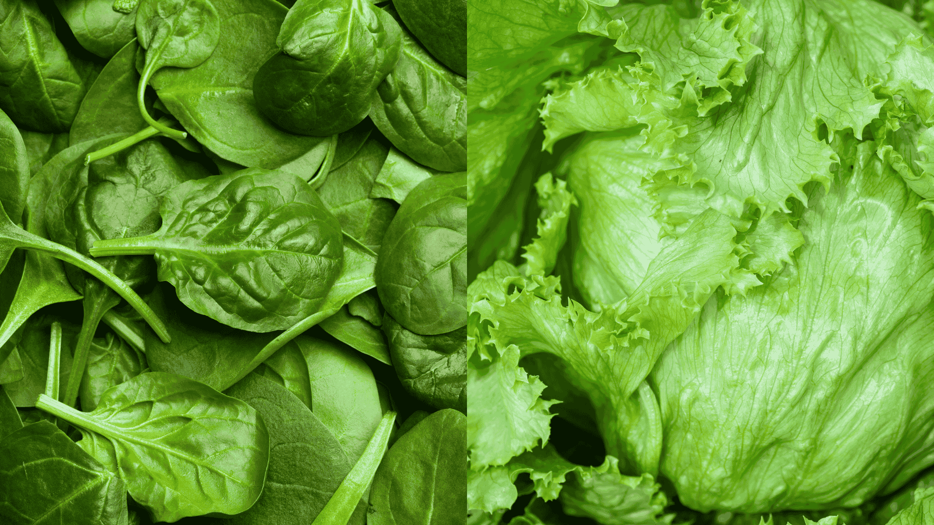 companion-plant-eggplant