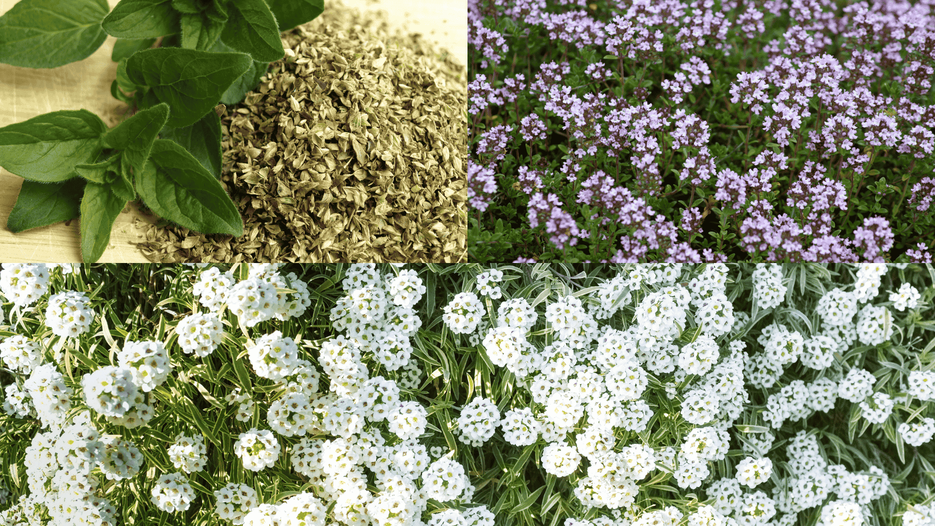 eggplant-best-companion-plants