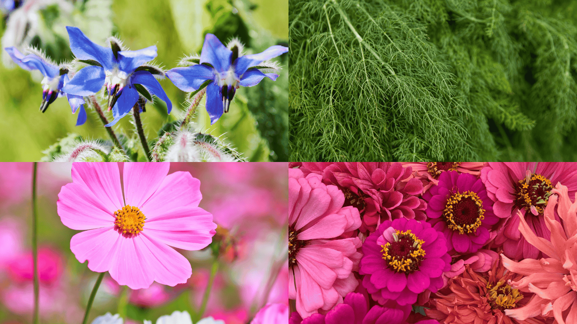 eggplant-companion-plants