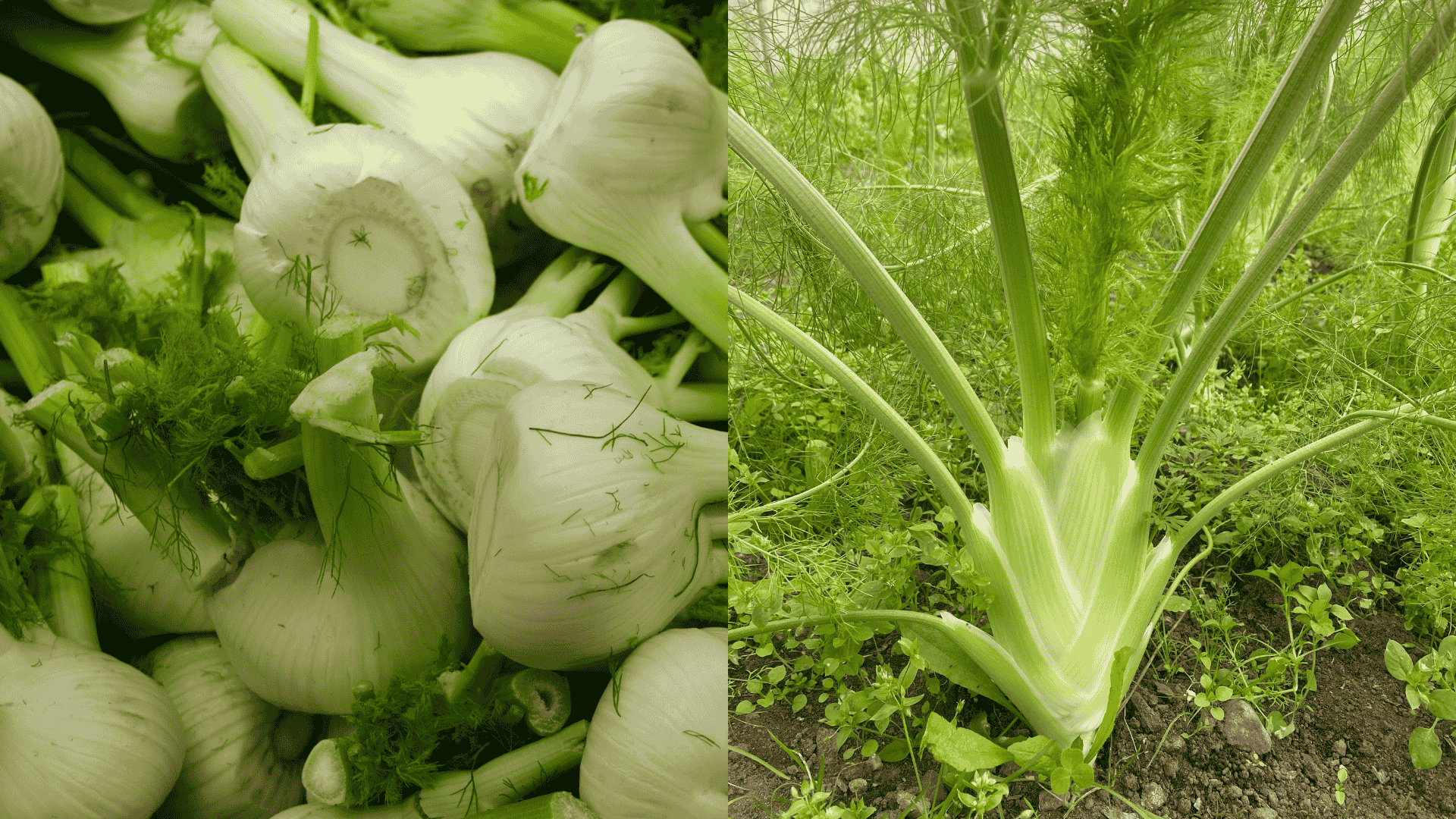 fennel bad-eggplant-companion