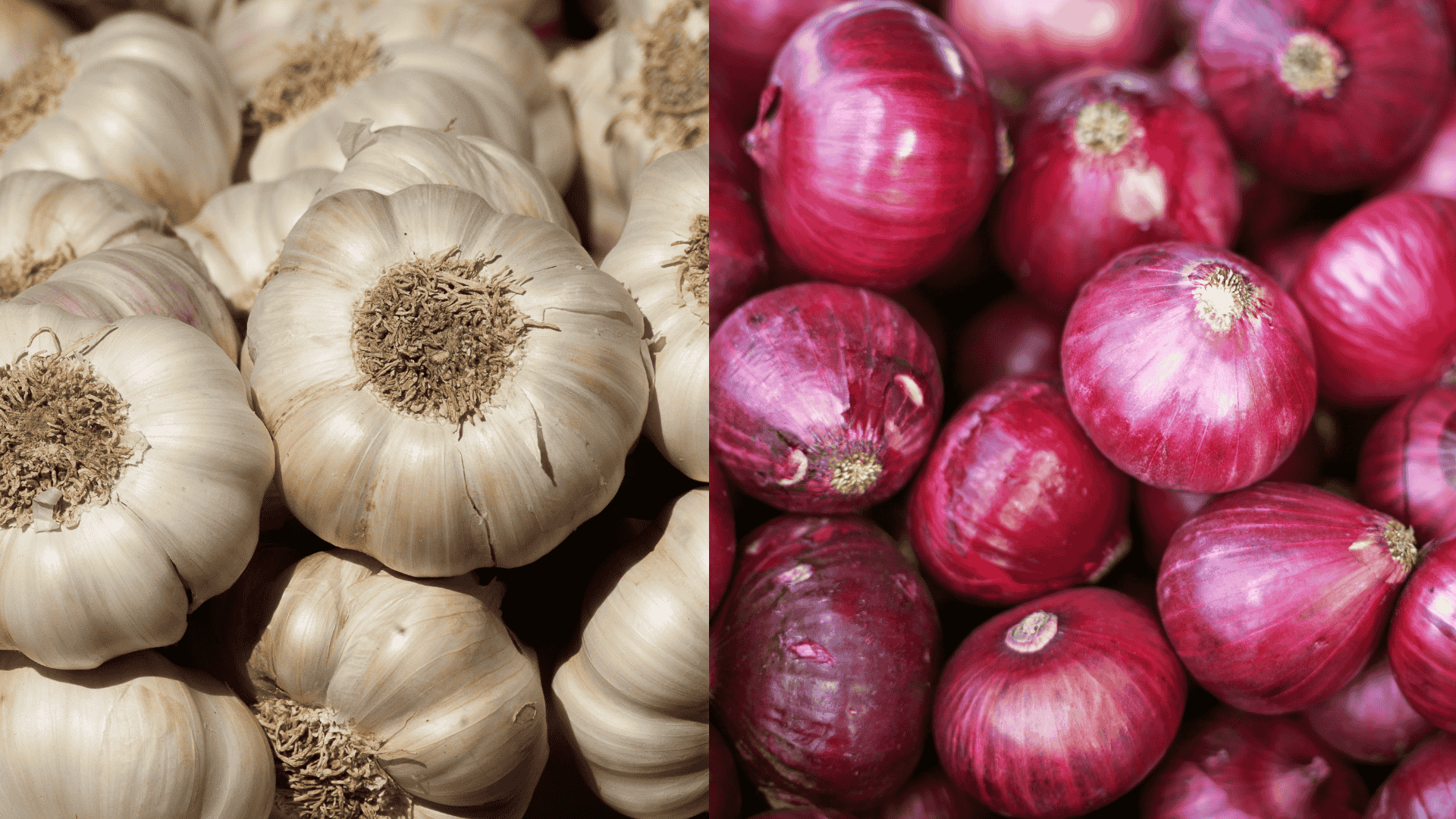 garlic-onion-eggplant-companion