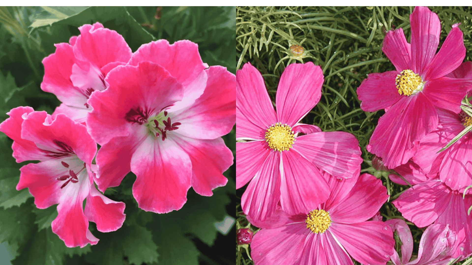 geraniums-ornamentals=bad-eggplant-companion