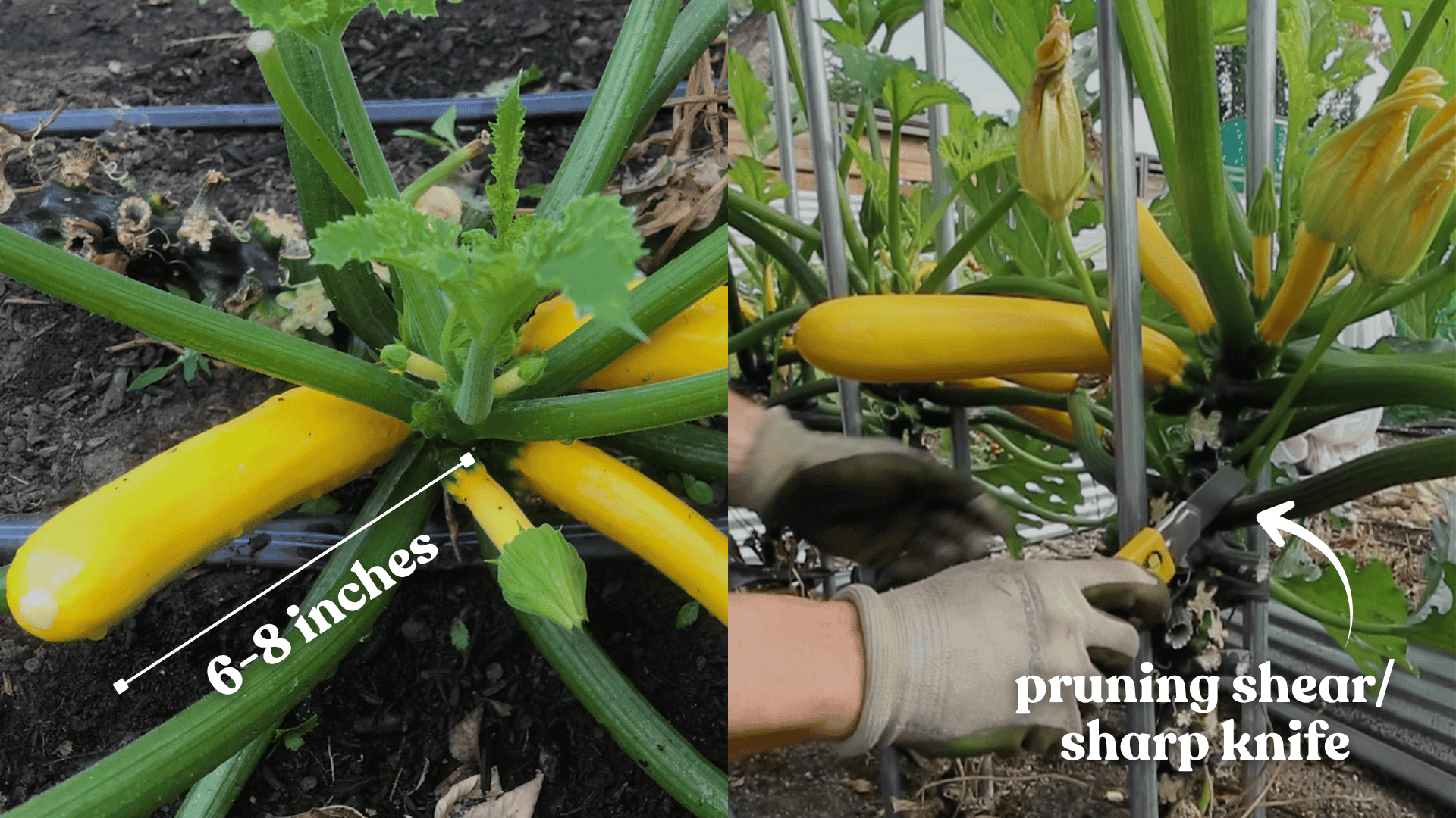 harvesting-zucchini-plant