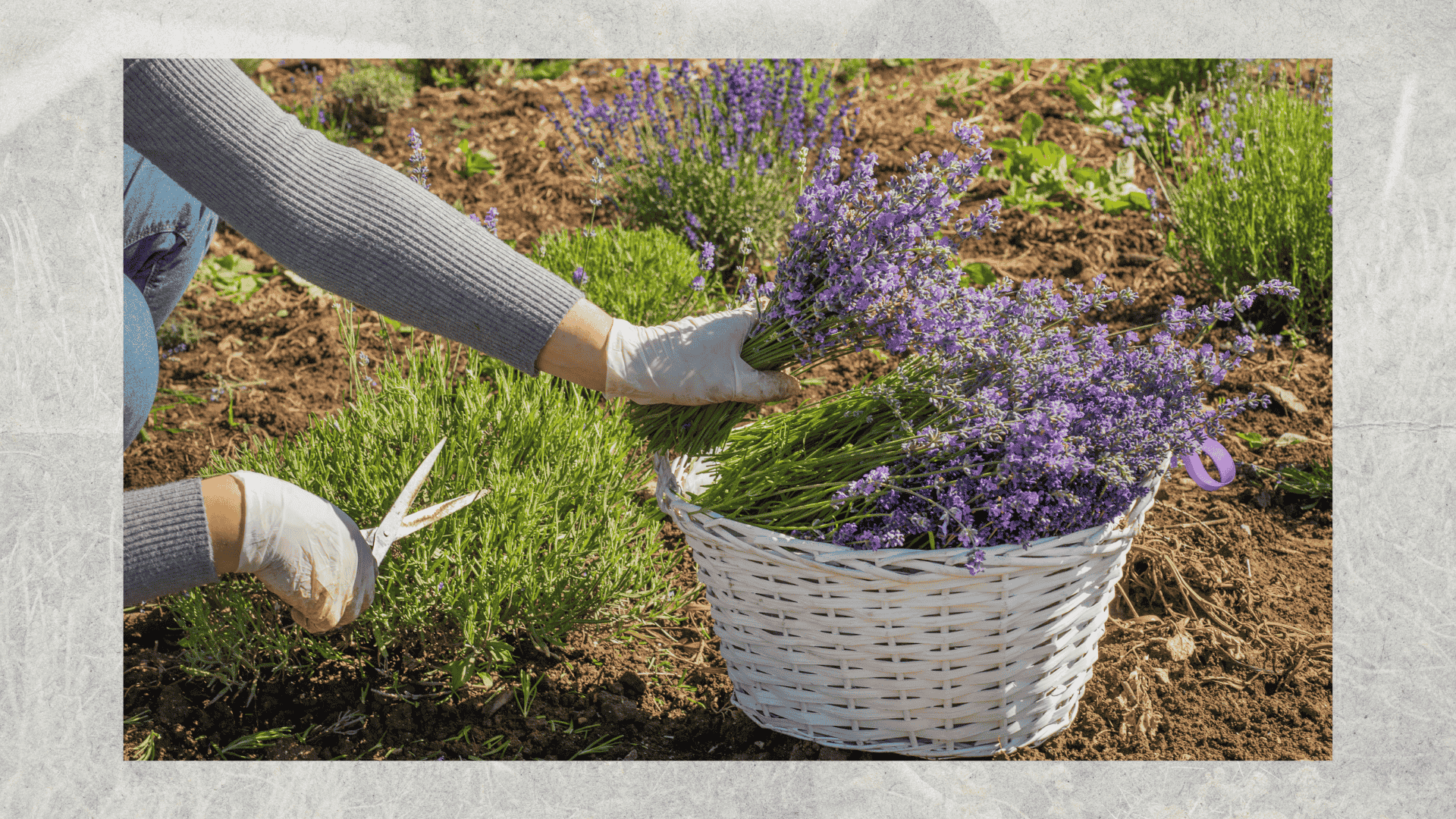 lavender-in-soil