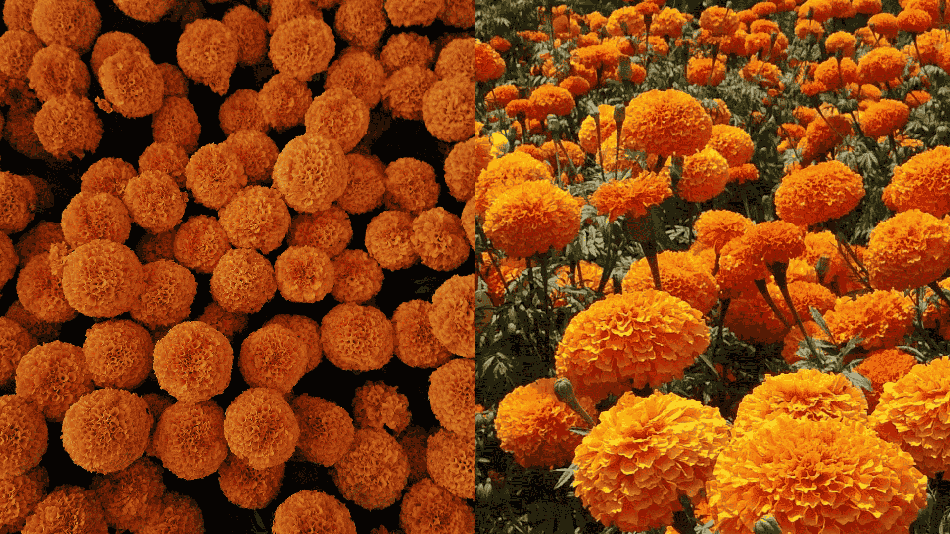 marigold-eggplant-companion