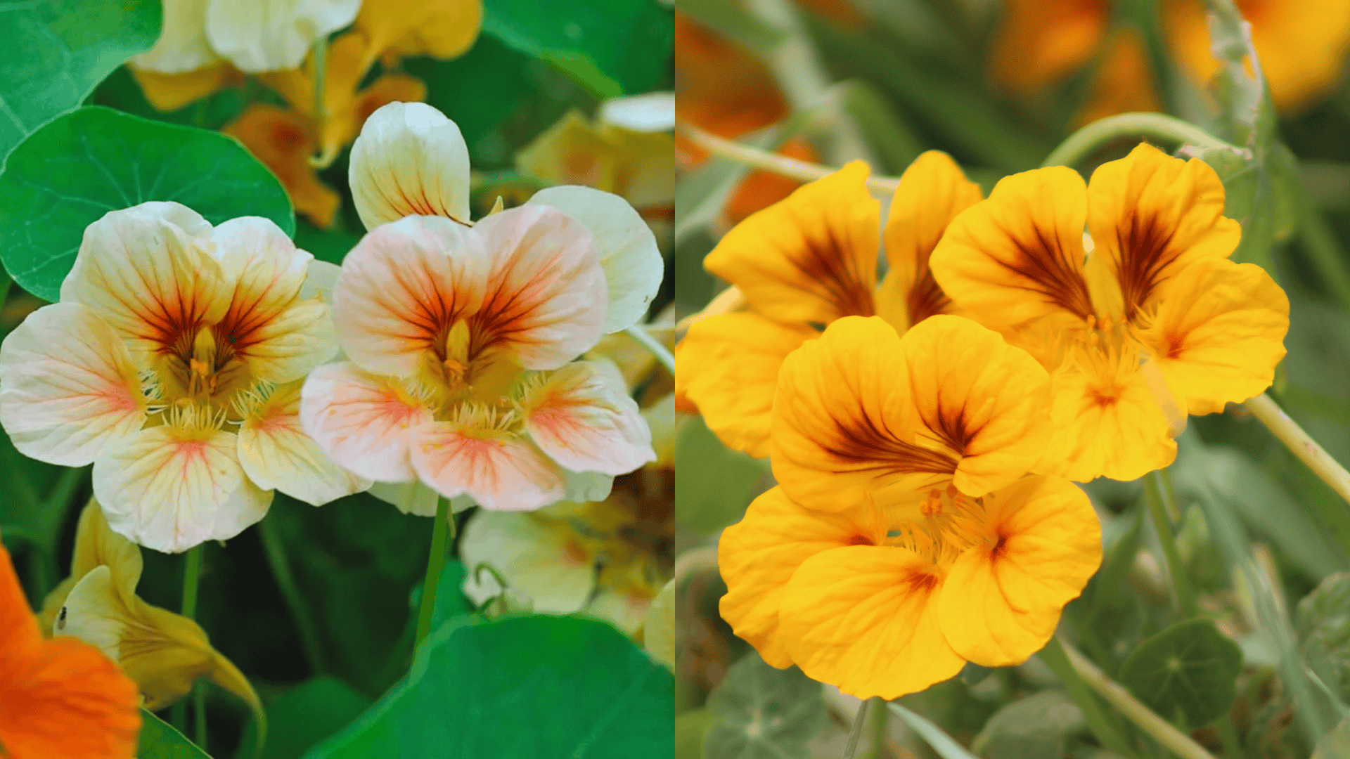 nasturtiums-eggplant-companion