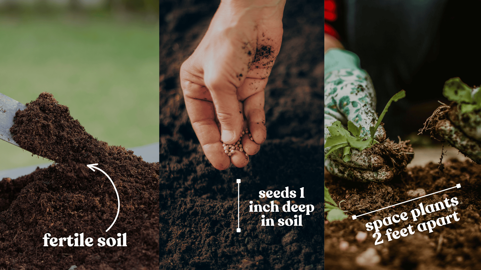 planting-zucchini-plant