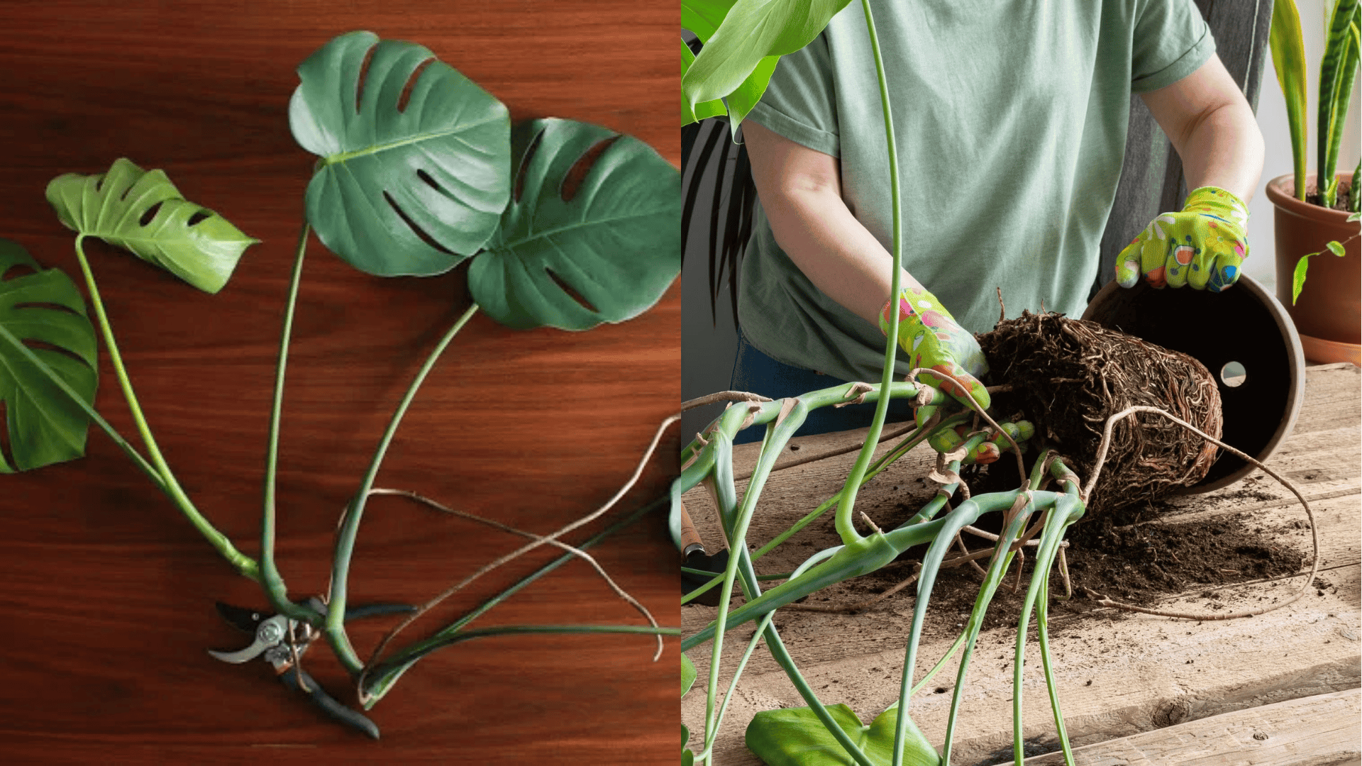 propogating-and-repotting-Monstera