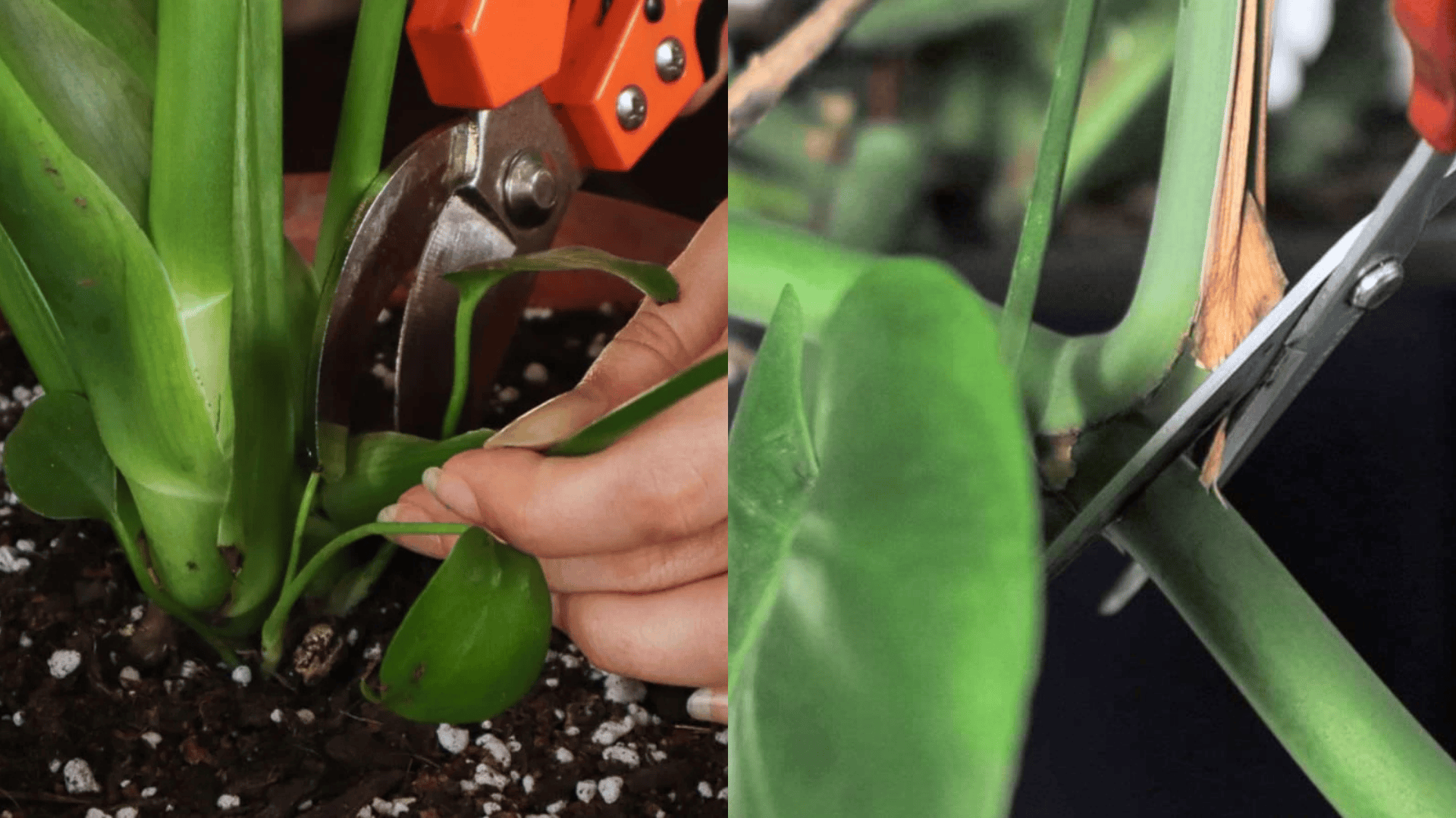 pruning-Monstera