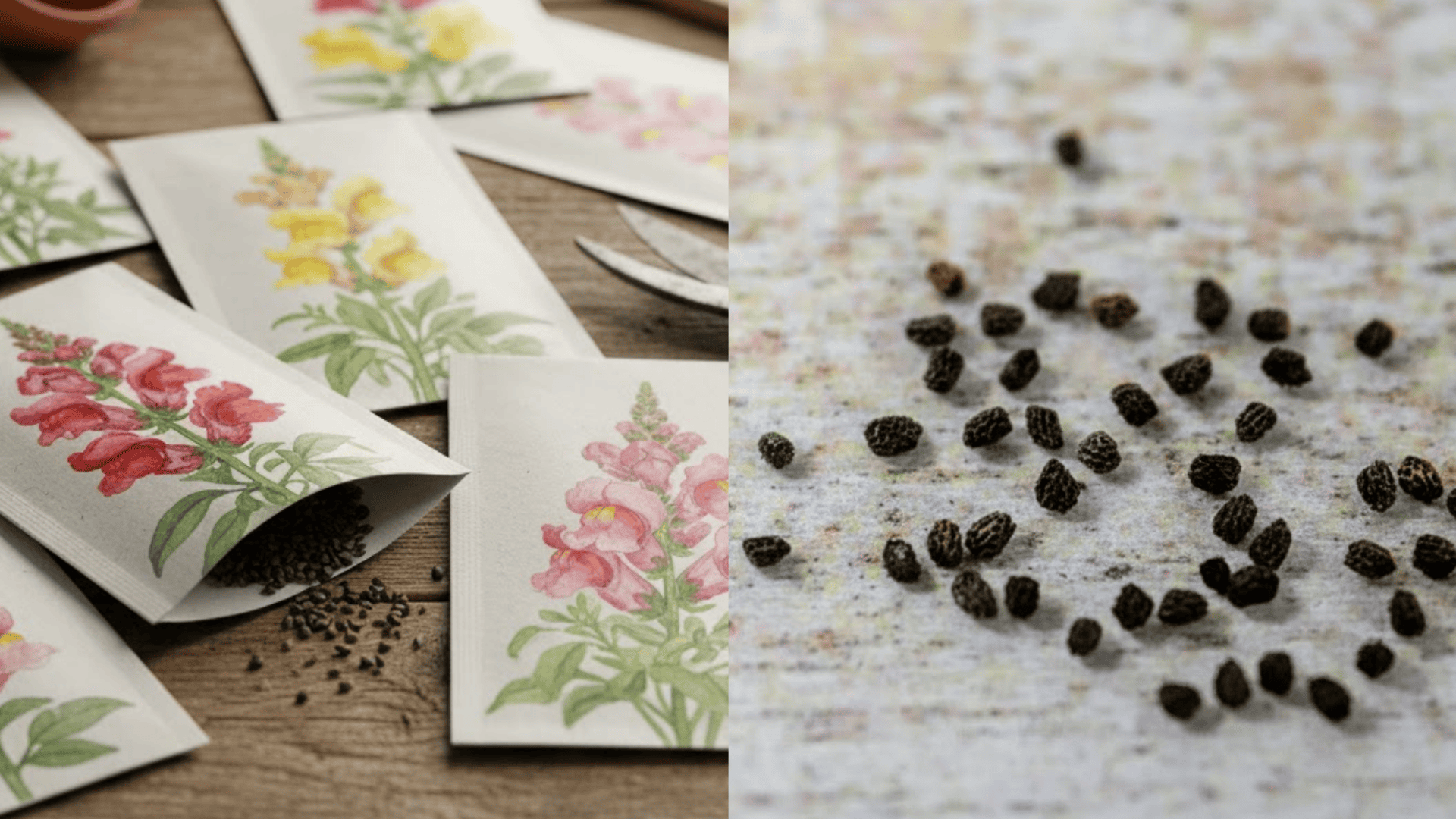 snapdragon-seeds (3)