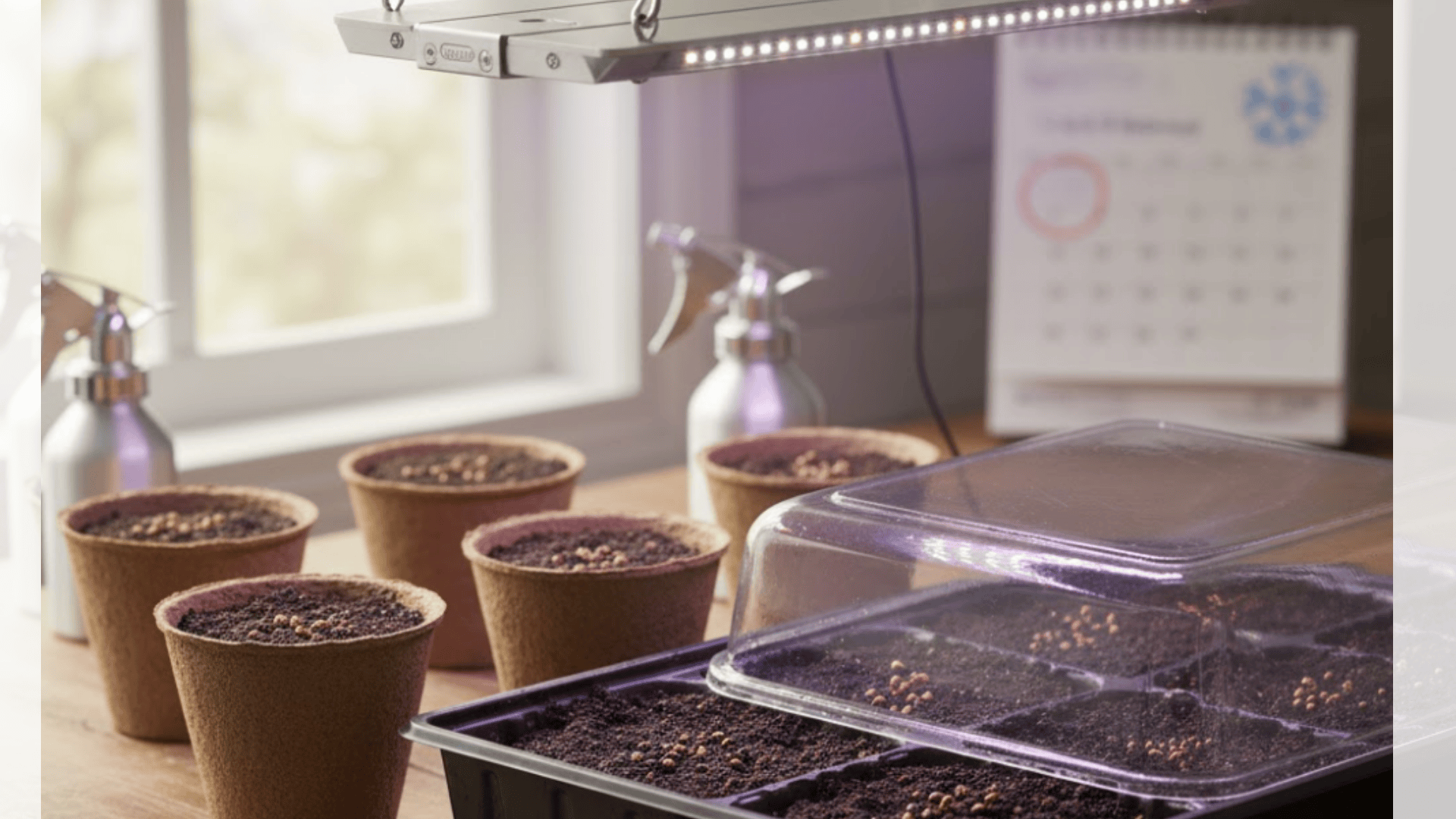 sowing-snapdragon-seeds