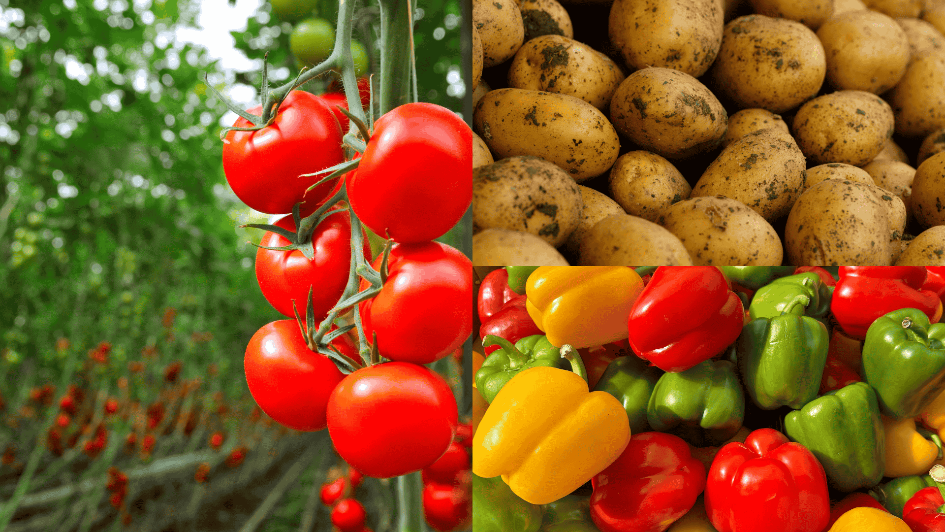 tom-pot-pepp-bad-egg-plant-comp