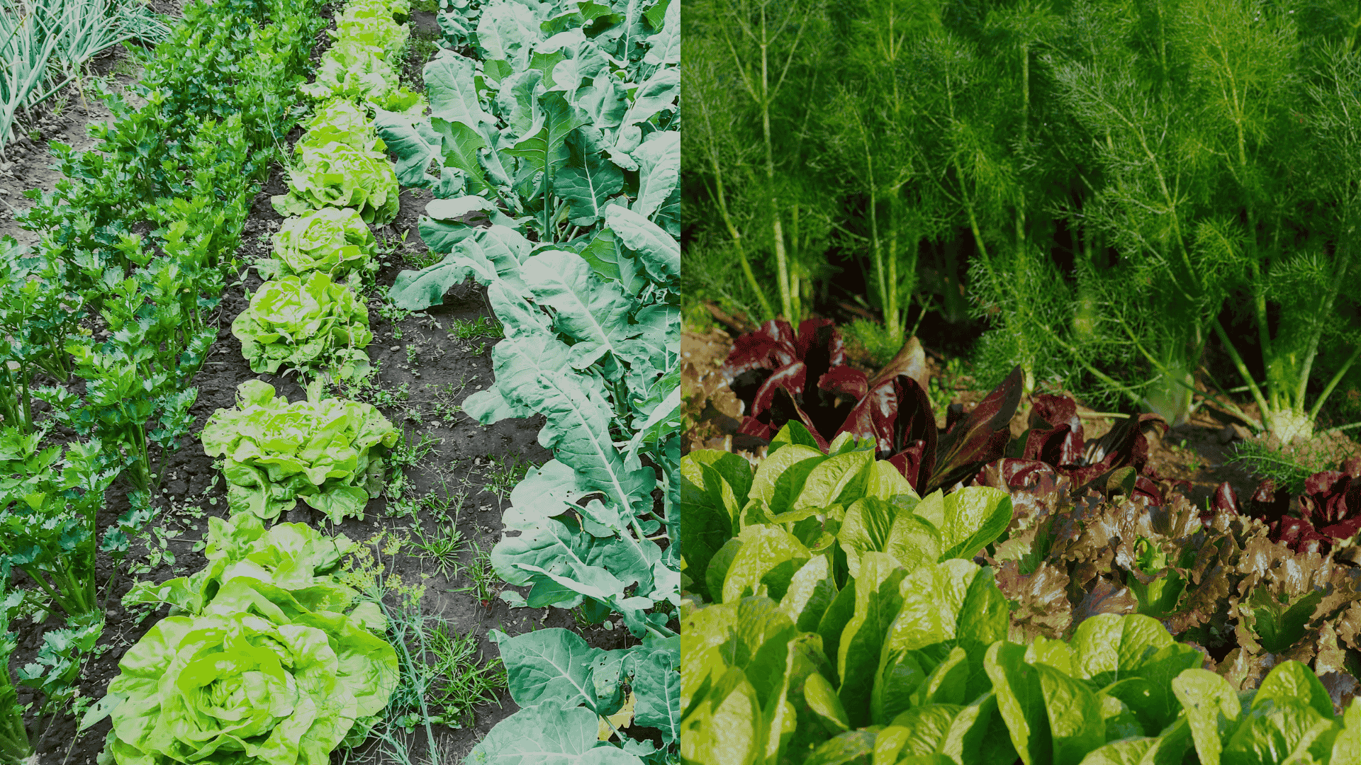 vegetable-garden-row-planting