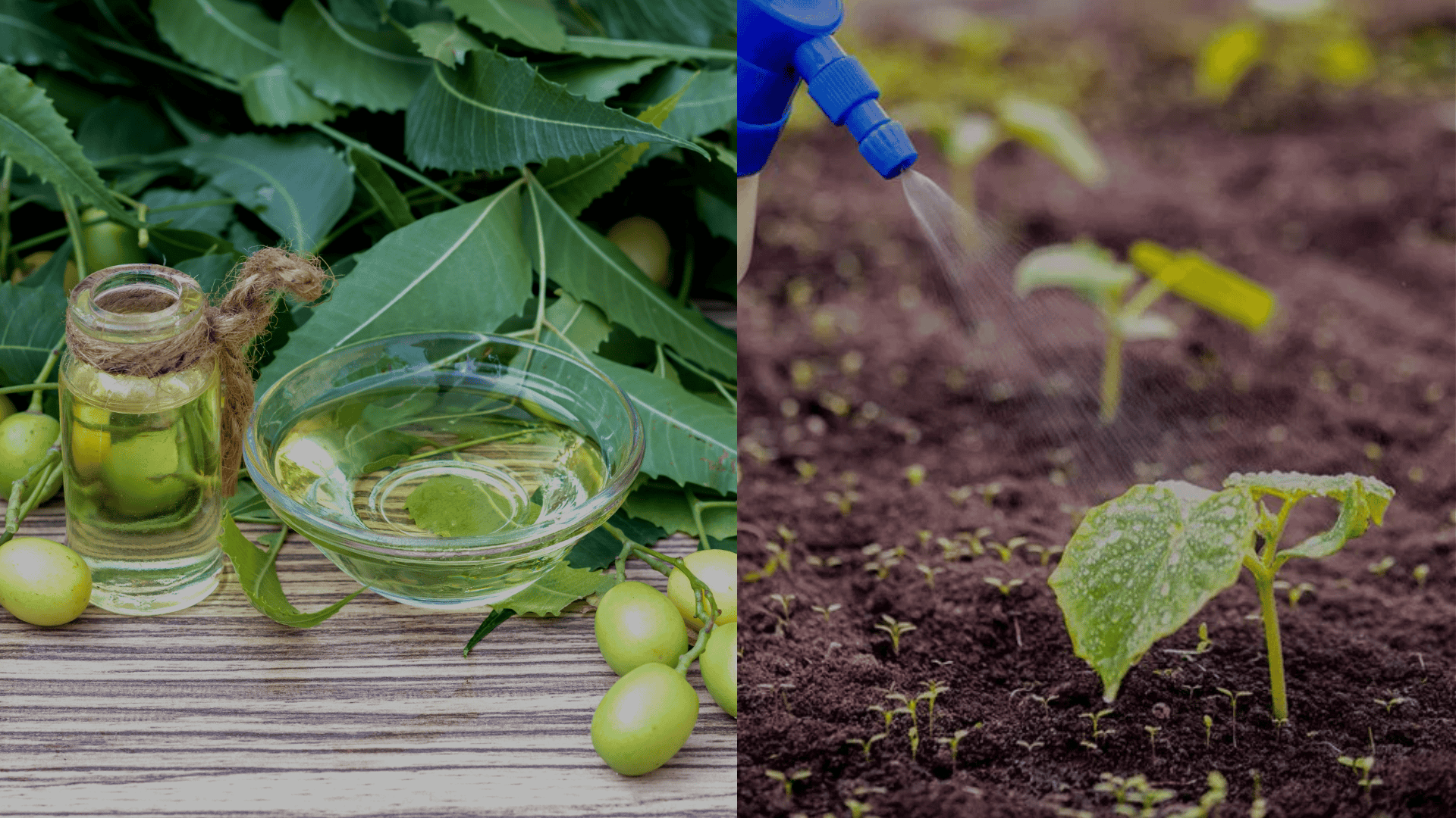 Apply-Castor-Oil-Spray