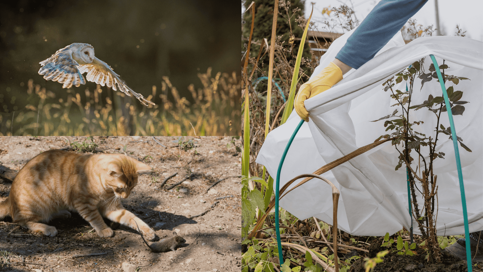 Encourage-Natural-Predators