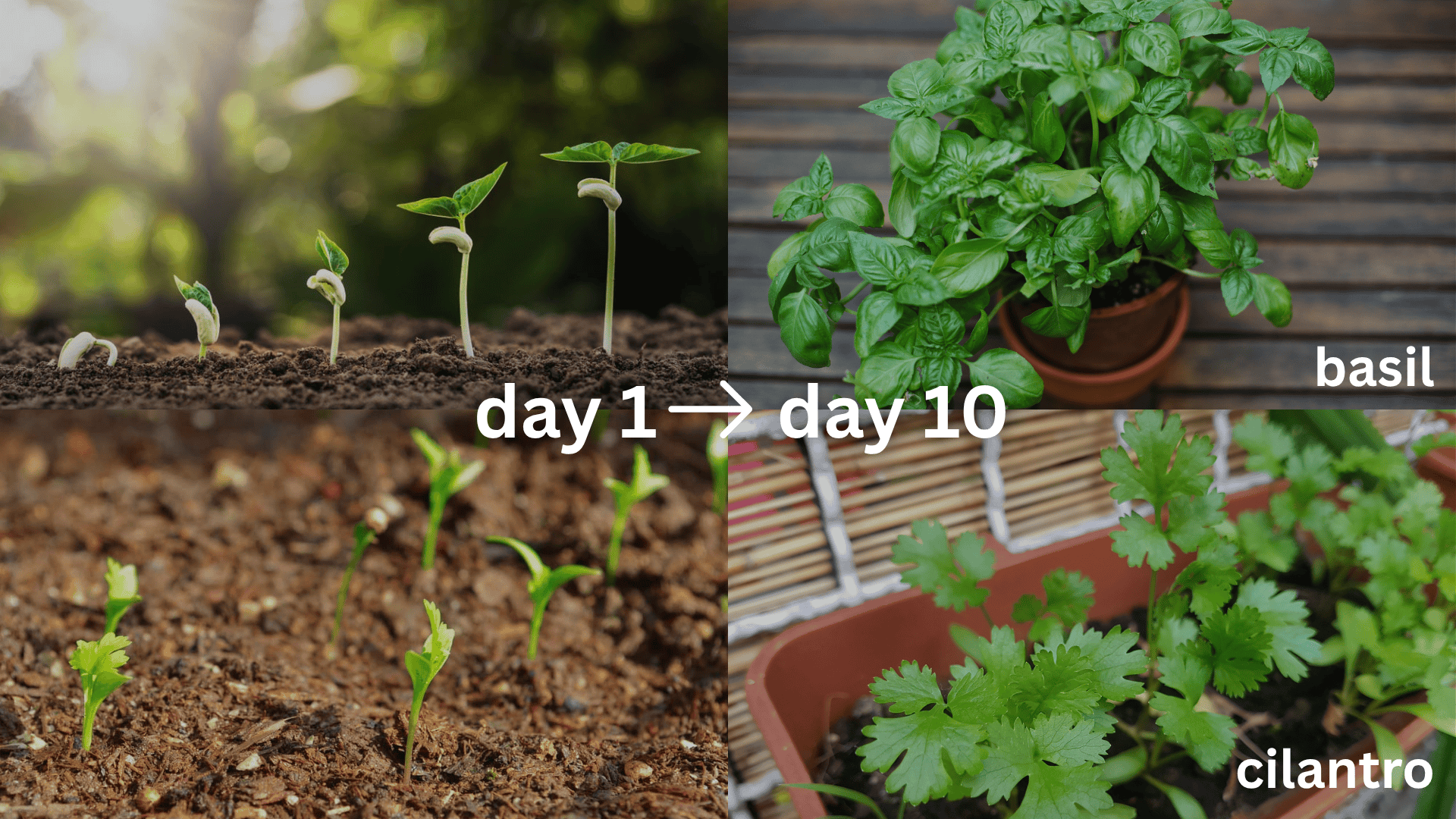 Fast-Sprouting-Herbs