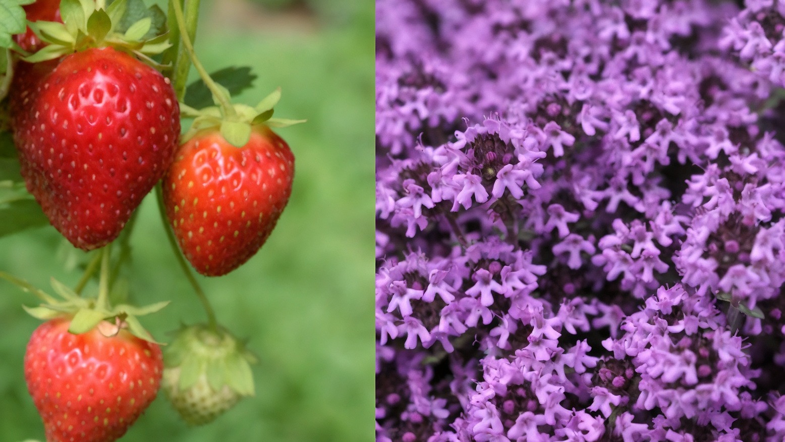 Ground-Covers-companions