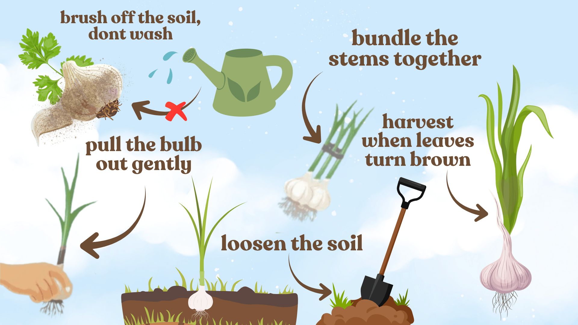 Harvesting-Garlic-for-Curing