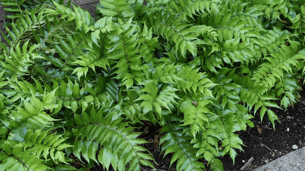 Japanese-Holly-Fern