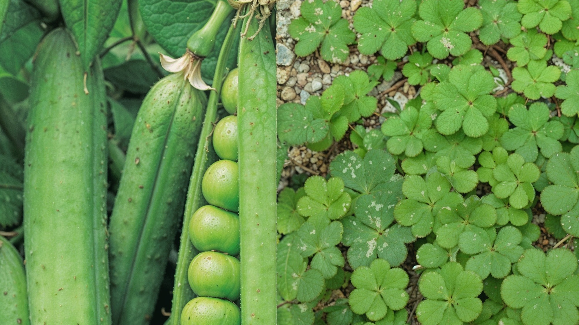 Nitrogen-Fixers-companions