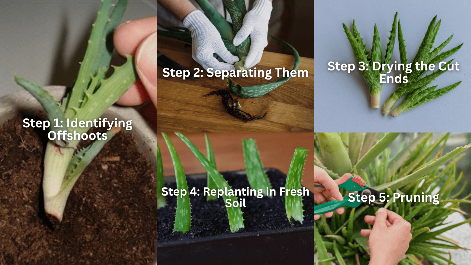 Propagation-and-Growth-Maintenance-of-aloe-plant