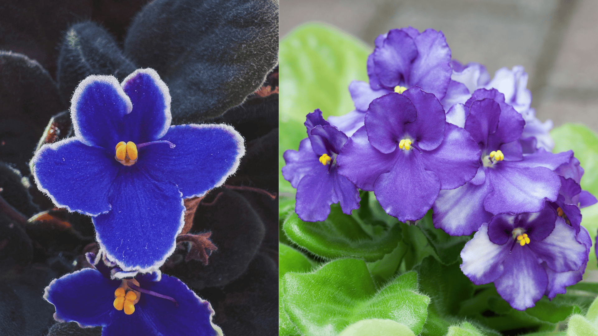 african-violets
