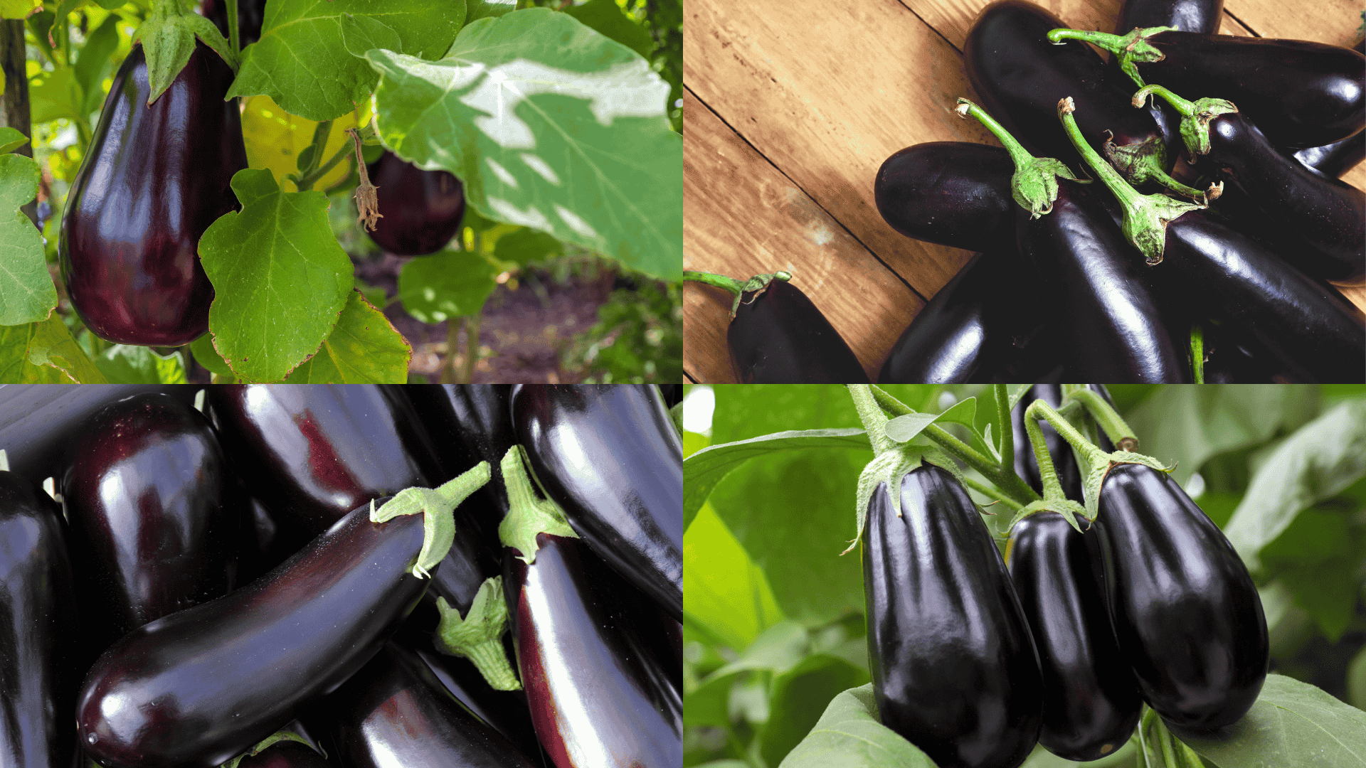 bad-companion-plants-for-eggplant