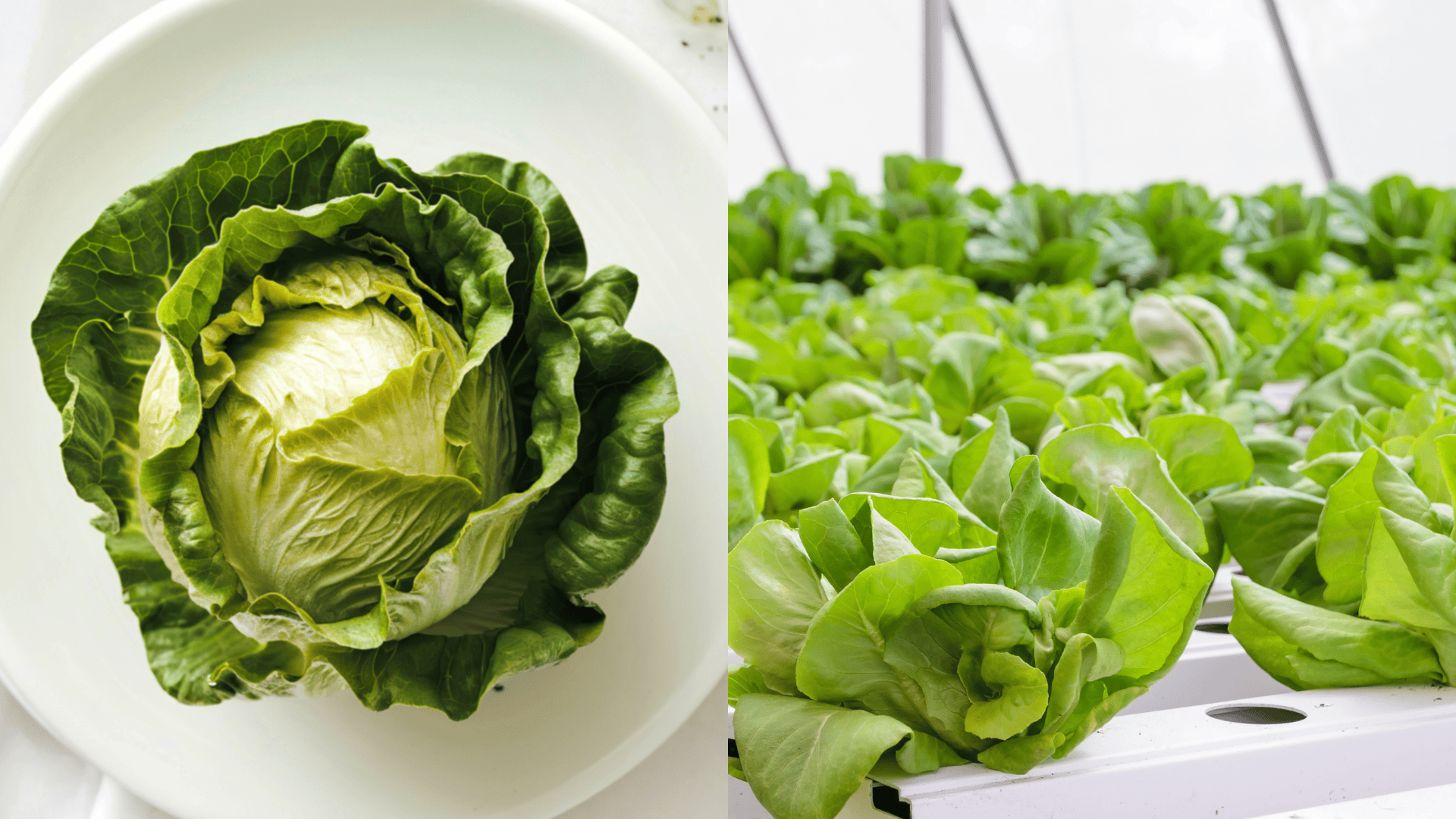 butterhead lettuce