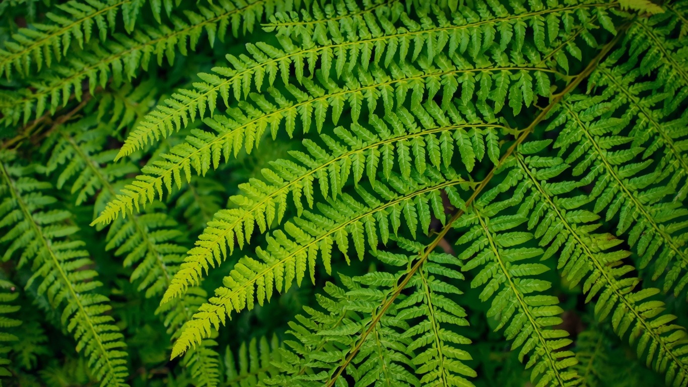 evergreen ferns