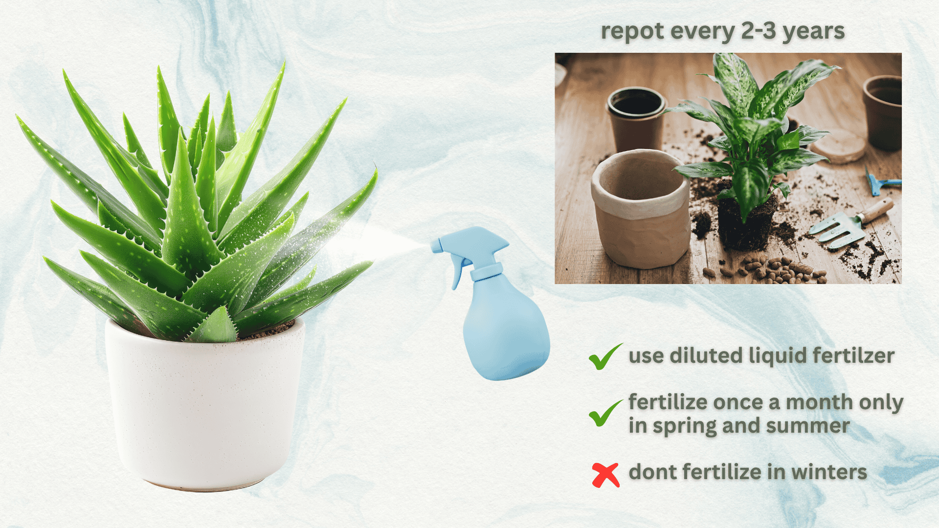 fertilizing-requirements-aloe-plant