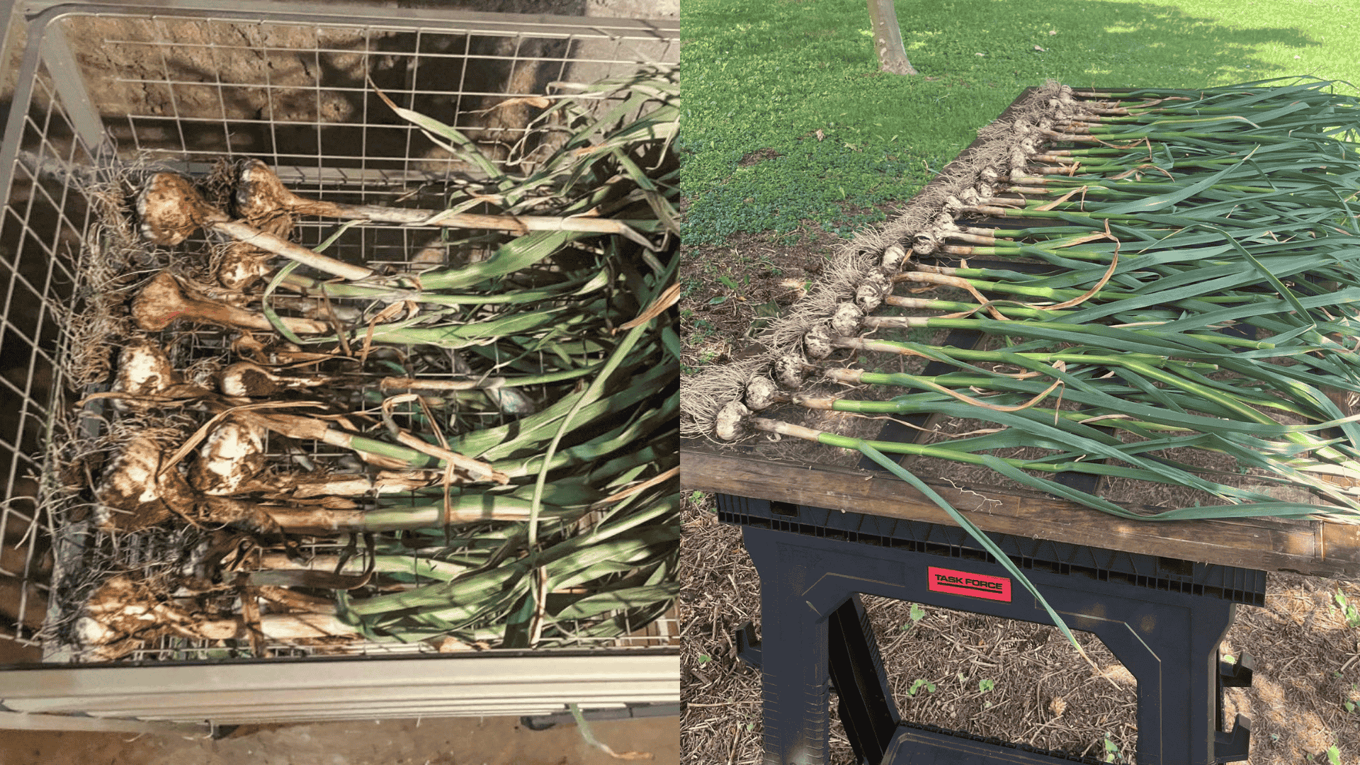 flat-drying-screen-method-to-cure-garlic