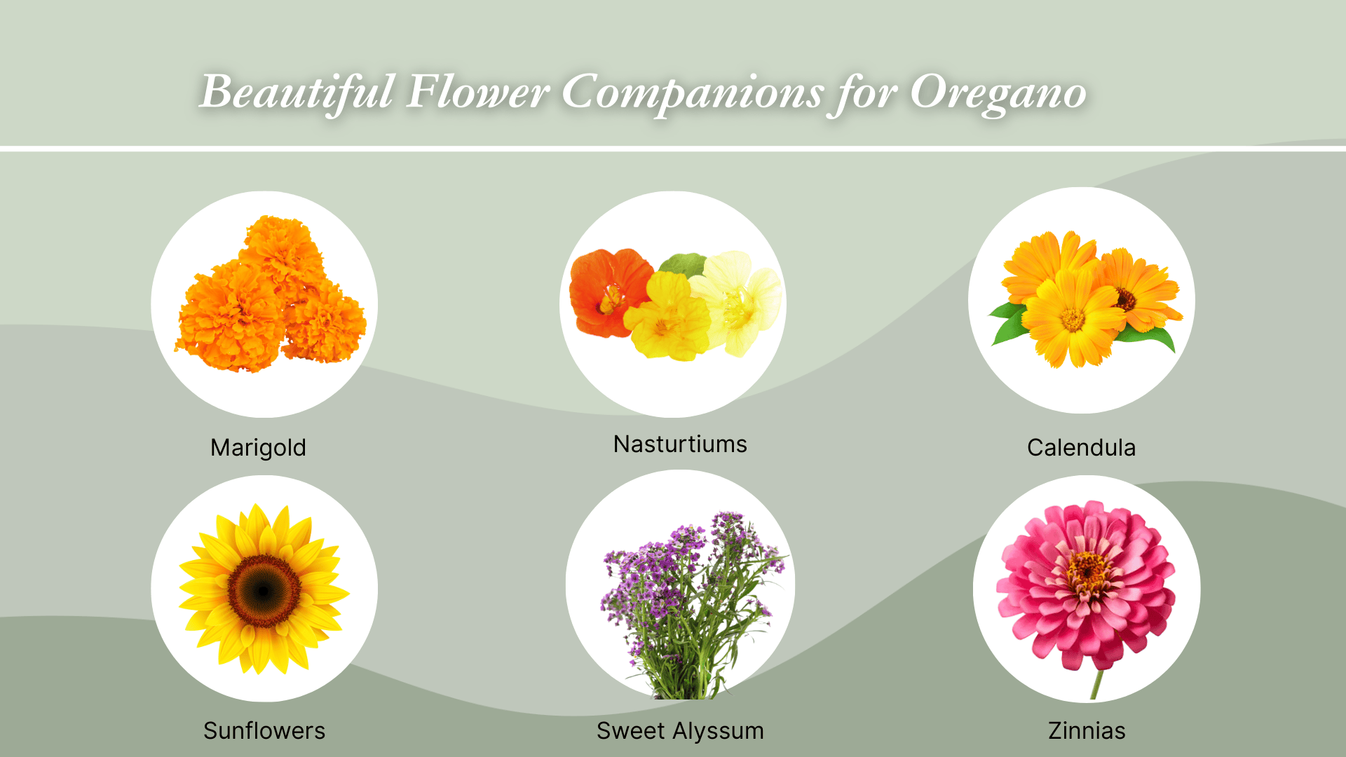 flower-companion-for-oregano
