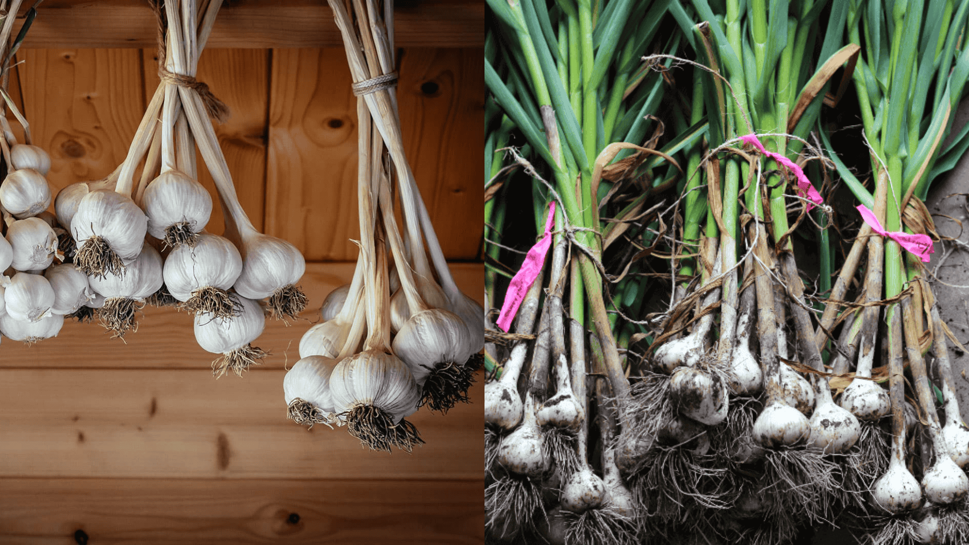 hanging-bundling-method-to-cure-garlic