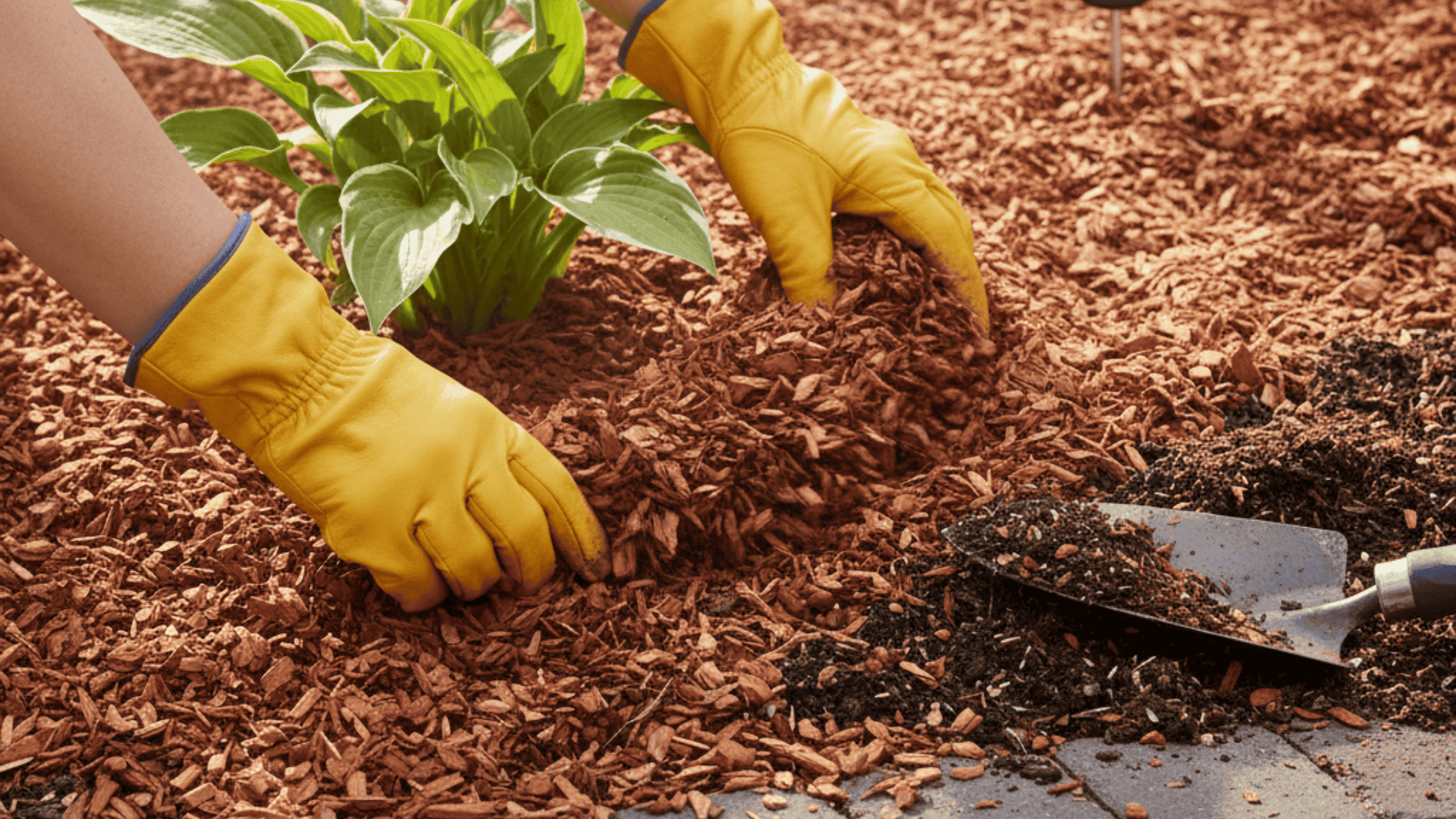 hemlock vs cedar mulch pros and cons