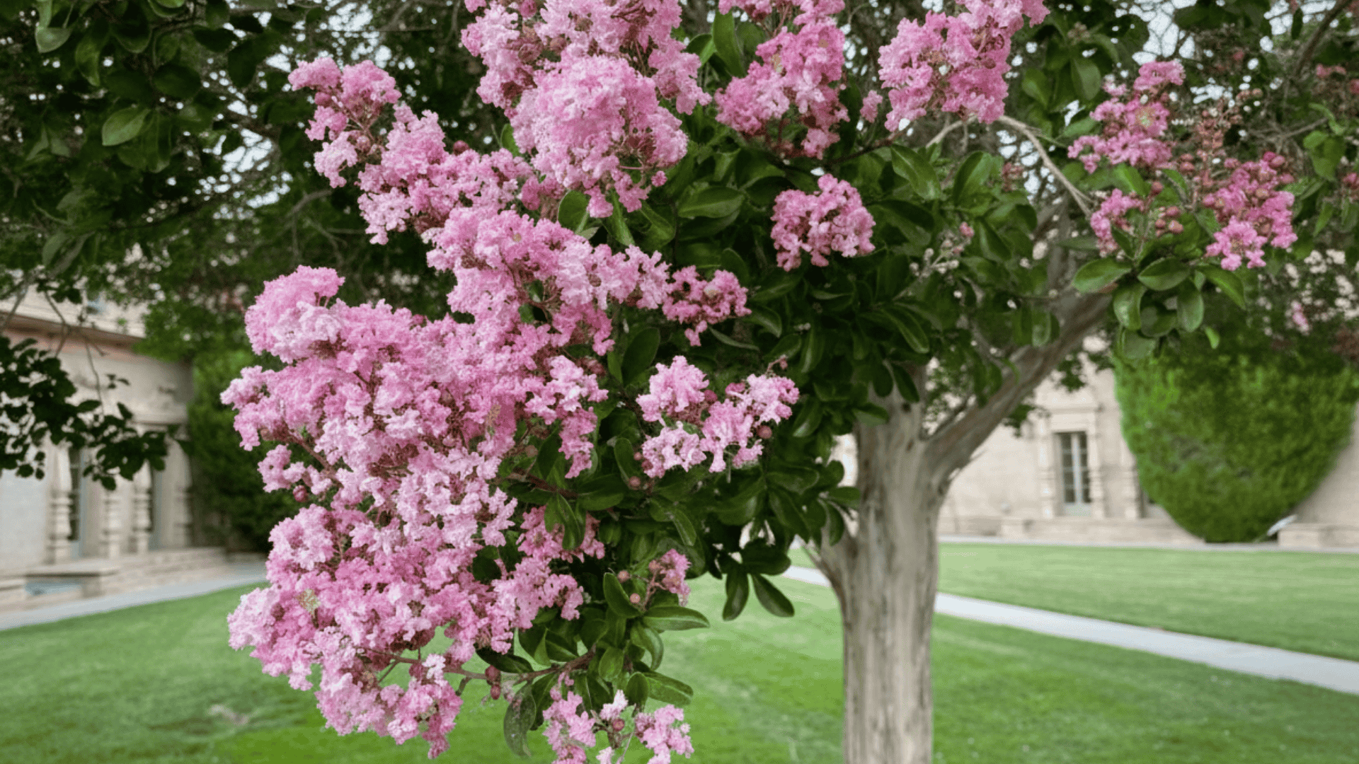 how-fast-do-crepe-myrtles-grow-from-seed