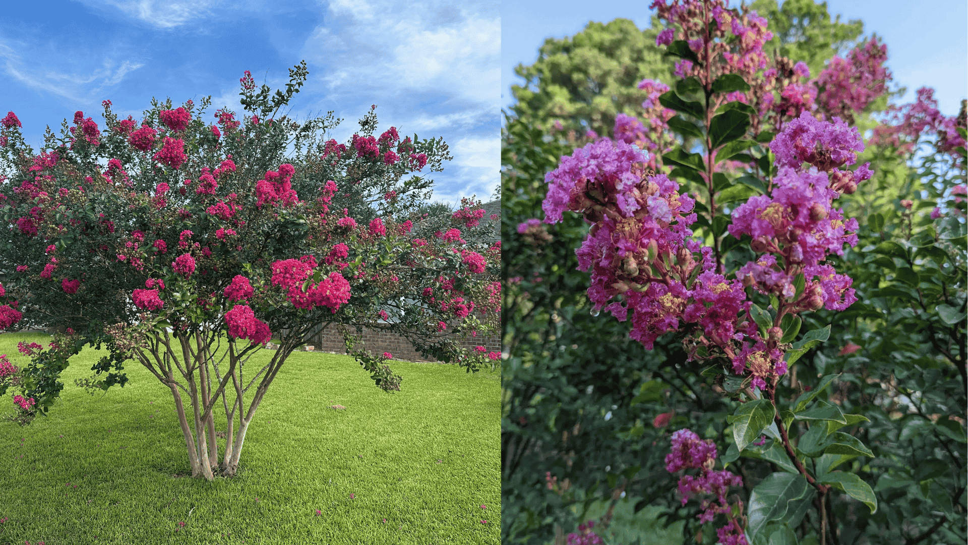 how-fast-do-pink-crepe-myrtles-grow