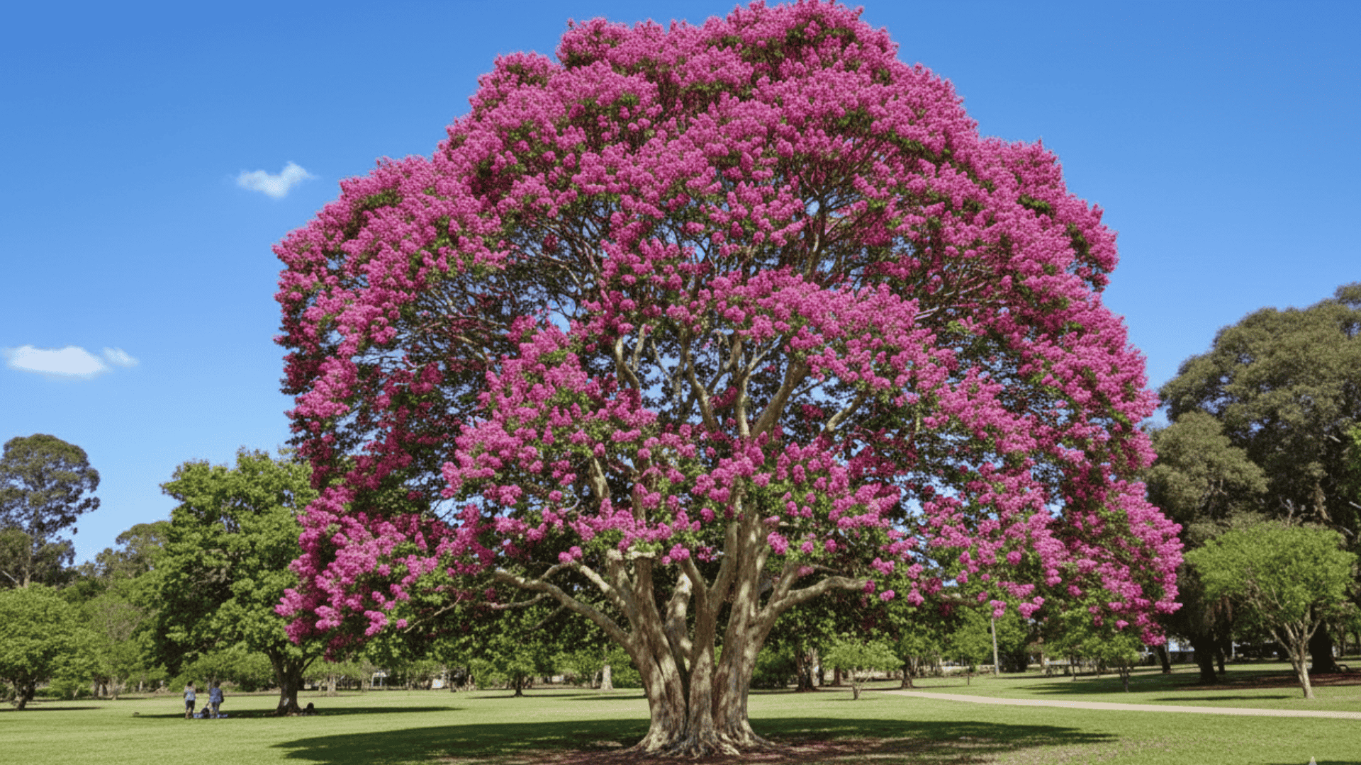 how-fast-do-red-crepe-myrtles-grow