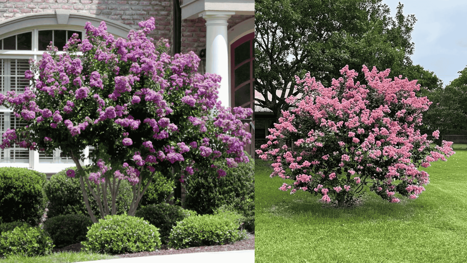 how-fast-do-white-crepe-myrtles-grow