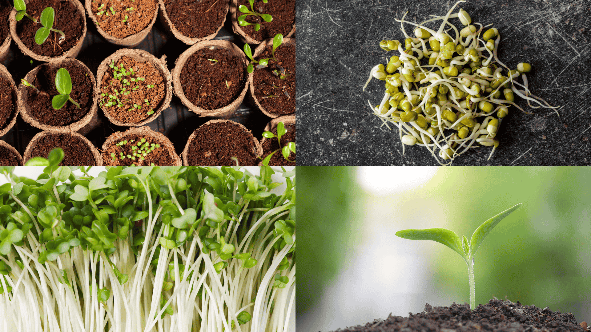 how-long-do-seeds-take-to-sprout