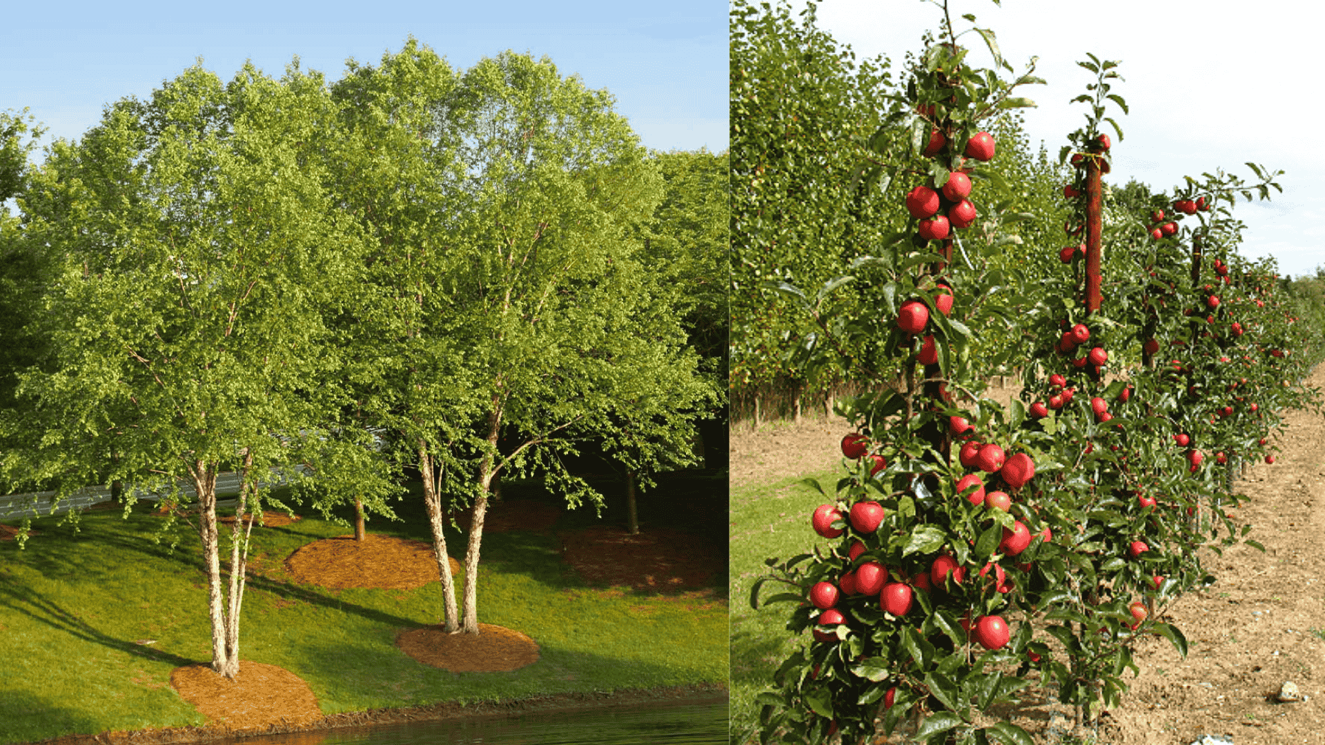 how-much-does-a-tree-weigh-in-tons