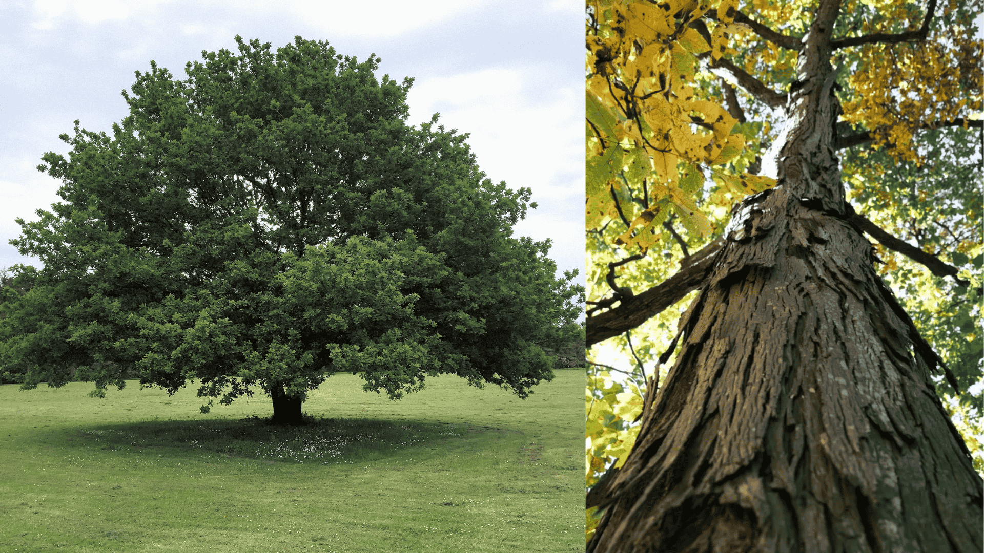 how-much-does-a-tree-weigh-on-average