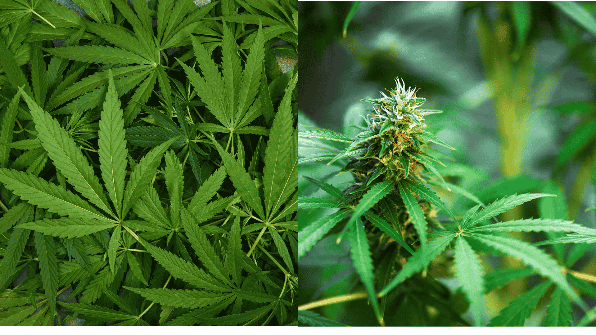 how-to-clone-a-marijuana-plant