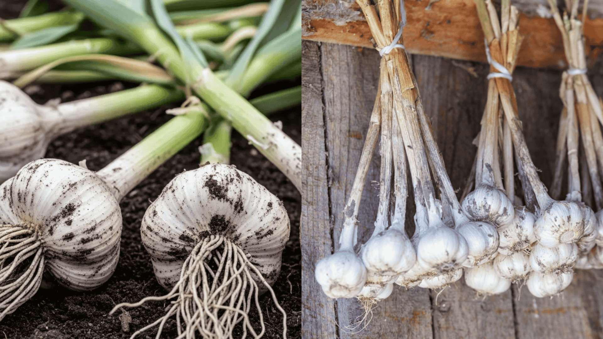 hybrid-approach-to-cure-garlic