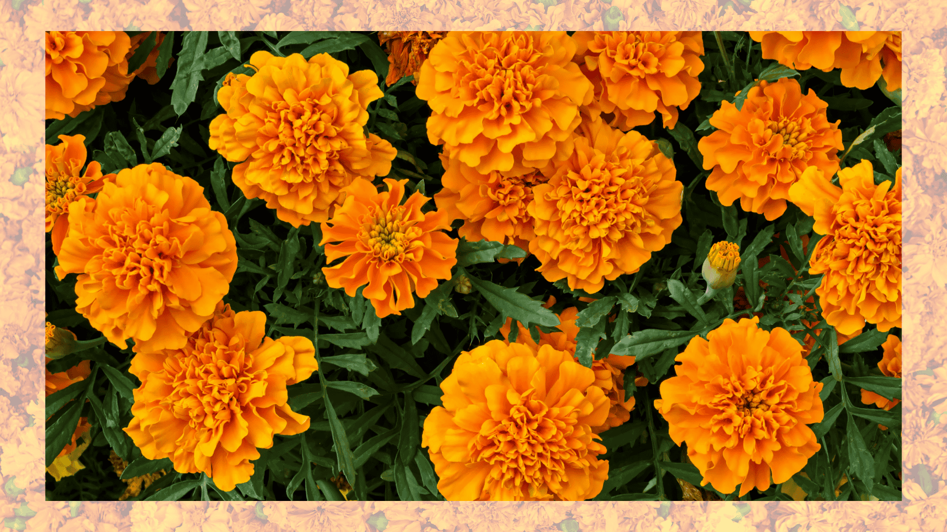 marigolds with beets