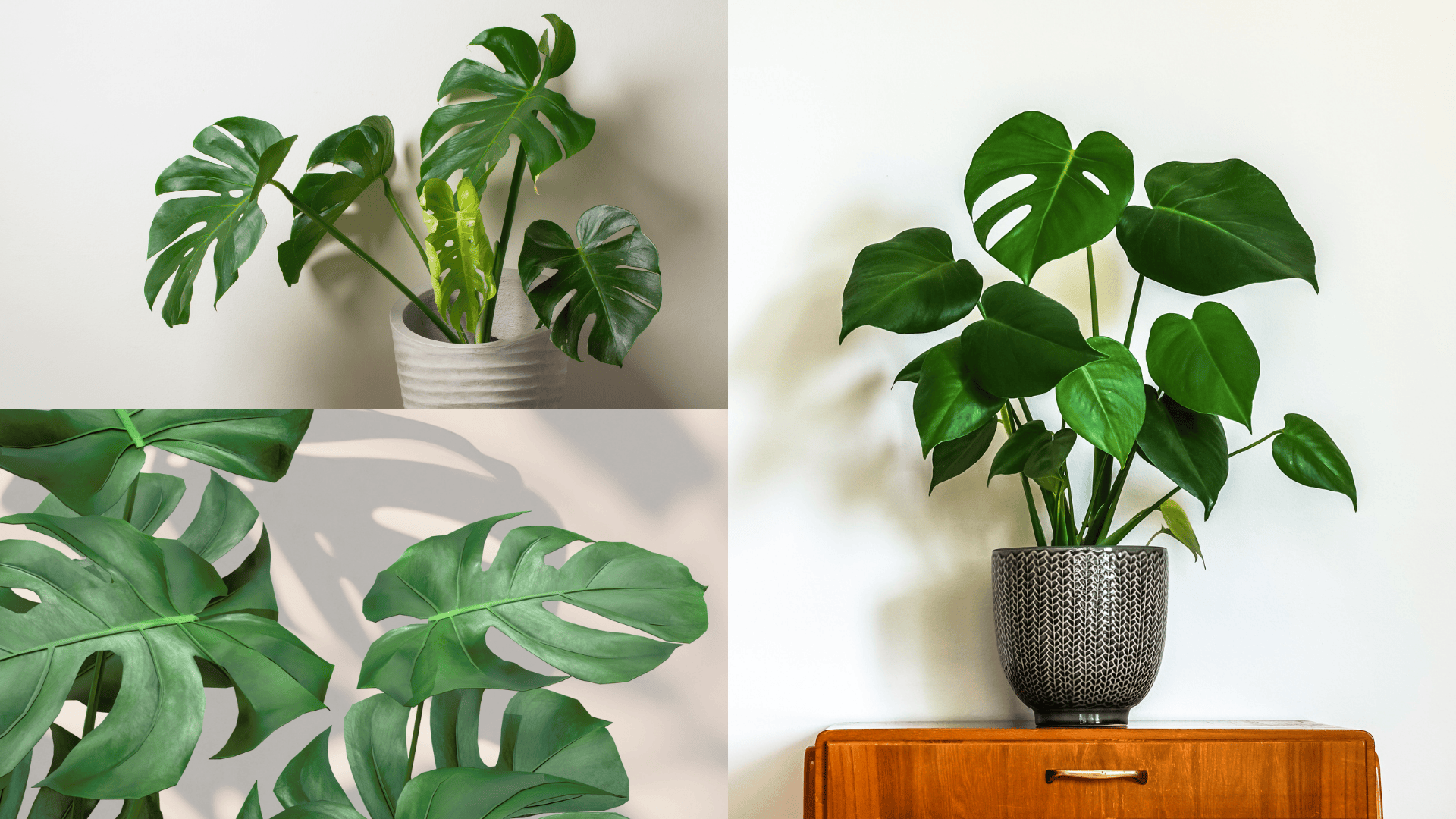 monstera care guide