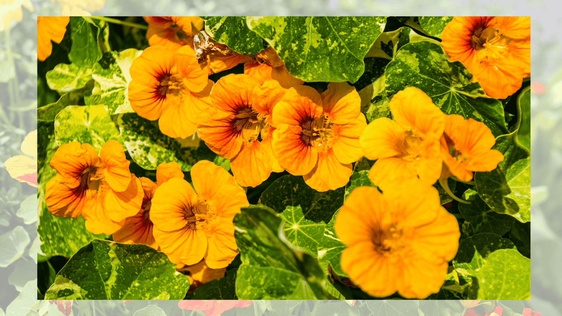 nasturtiums with beets